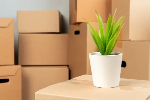 Reusable Moving Bins vs. Cardboard Boxes: Which Should You Use?
